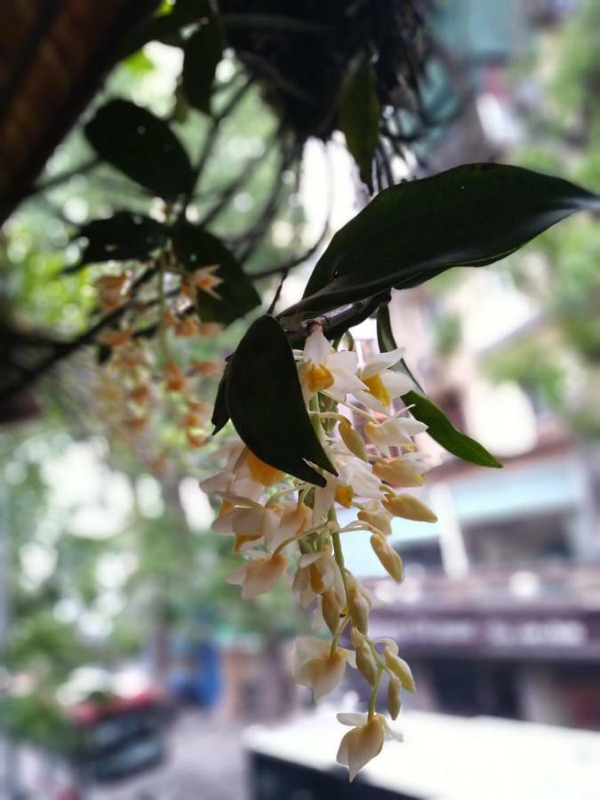 Hanoi Balcony Homestay Dış mekan fotoğraf