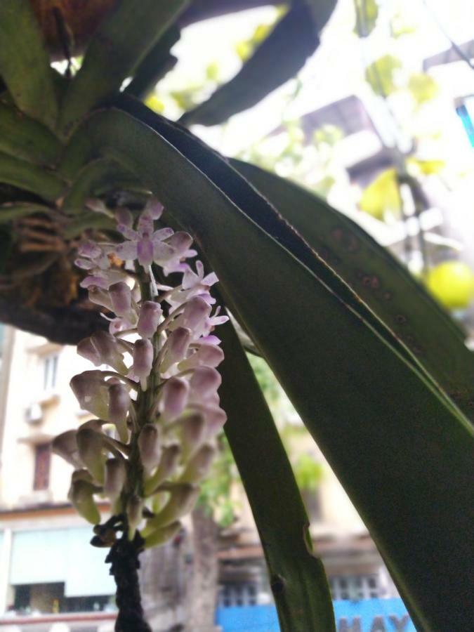 Hanoi Balcony Homestay Dış mekan fotoğraf